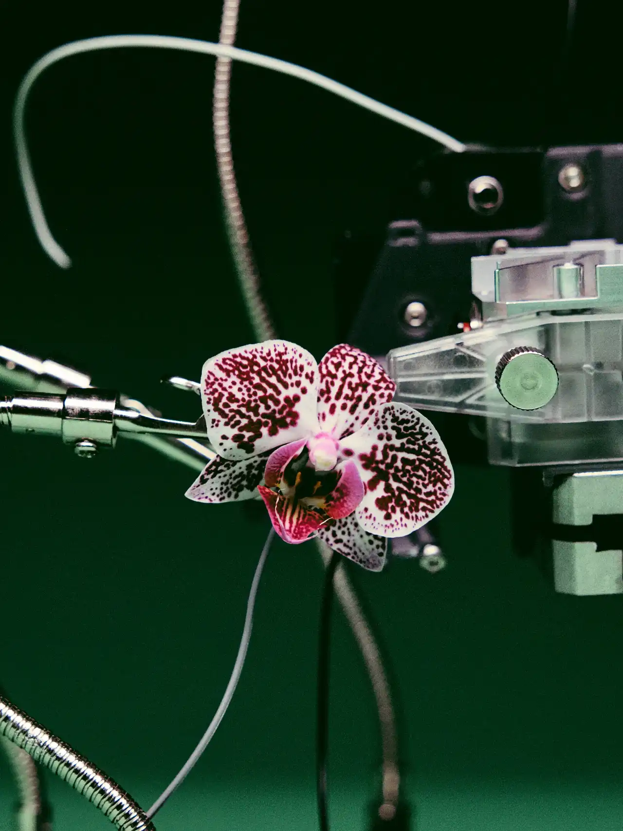 A spotted orchid held by clamps and wires in front of laboratory equipment