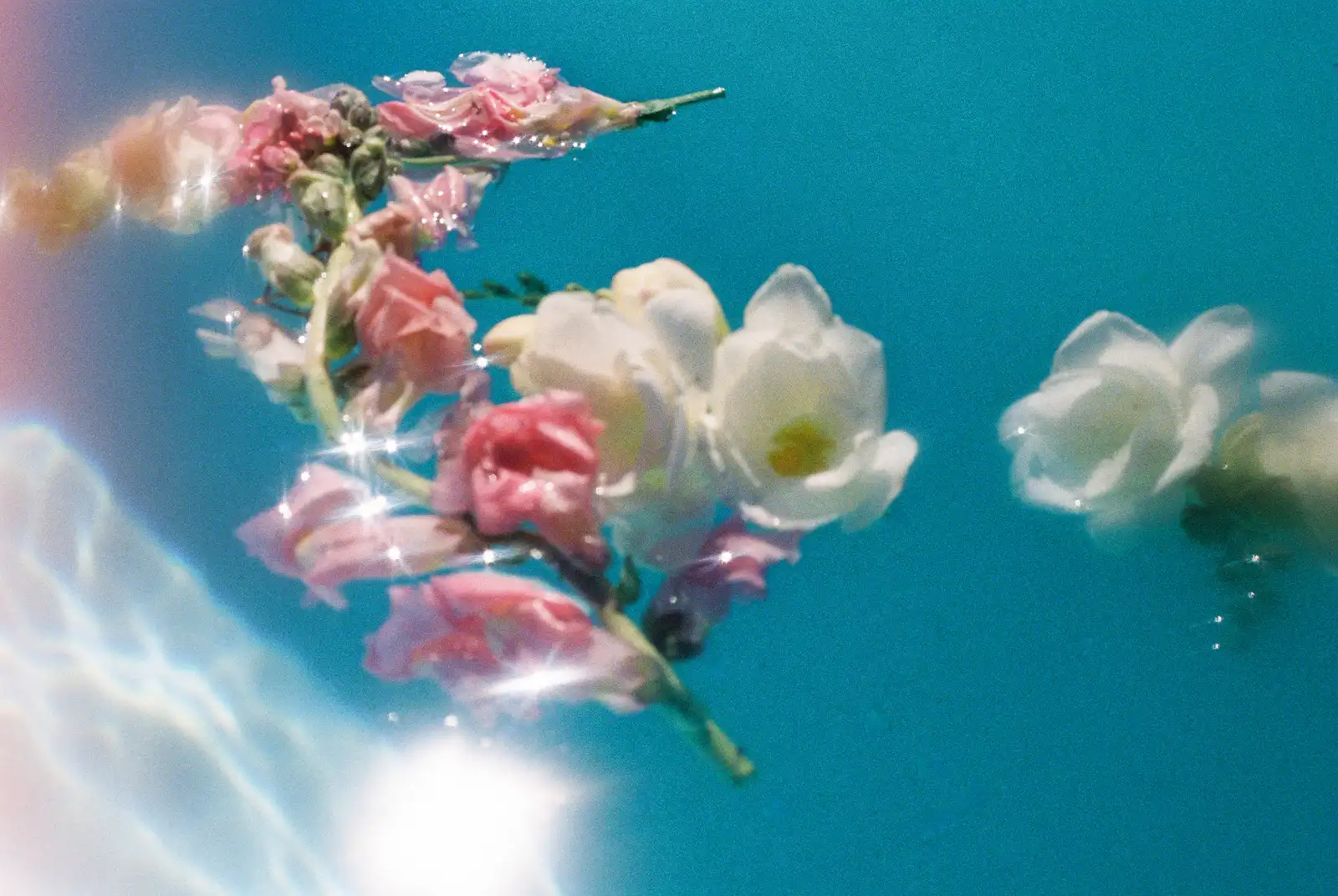 Pink and white flowers floating in clear blue water, lit by sunlight