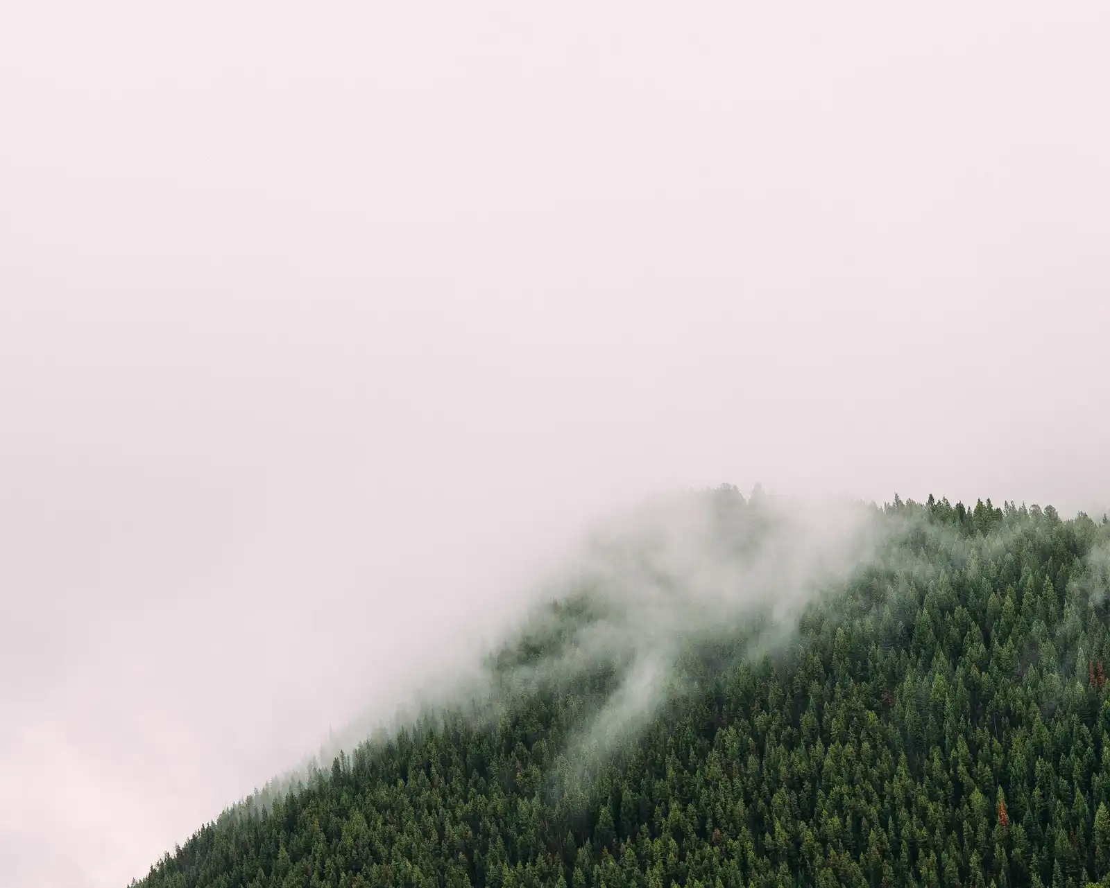 Mist drifting over a forested ridge in Yellowstone